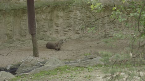 Nutria-En-El-Zoológico-De-Praga,-República-Checa