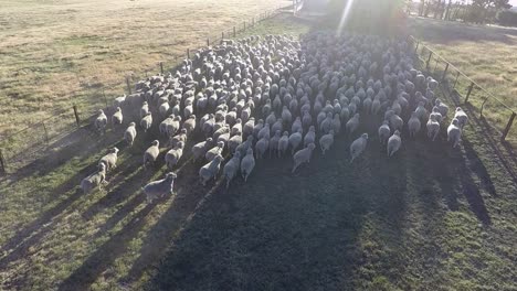 Las-Ovejas-Son-Conducidas-A-Un-área-Vallada-Mientras-Un-Dron-Las-Filma-Desde-Arriba.