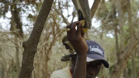 African-tour-guide-giving-the-monkeys-in-the-trees-some-banana-pieces-in-The-Monkey-Park