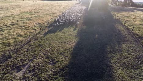 Un-Dron-Se-Acerca-A-Las-Ovejas-Que-Son-Conducidas-Al-Corral-Mientras-Pasa-Un-Quad