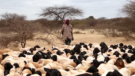 África,-Kenia,-Frontera-Entre-Kenia-Y-Somalia---Un-Hombre-Keniano-Pasta-Un-Rebaño-De-Ovejas---20-De-Agosto-De-2018