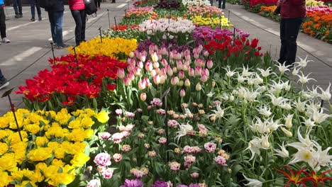 Inclinación-Hacia-Abajo-Del-Macizo-De-Flores-Con-Varios-Tulipanes-En-El-Invernadero-De-Naranjos-De-Keukenhof