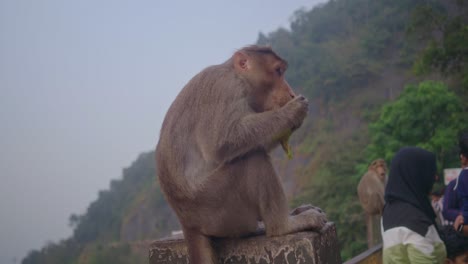 Close-up-shot-of-a-monkey-indulging-in-a-banana-feast