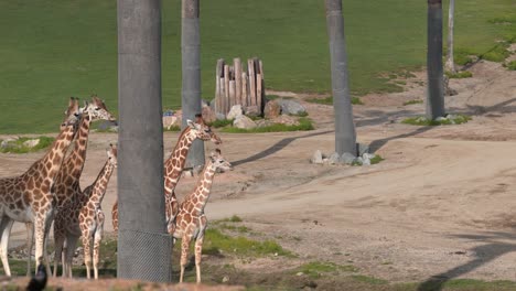 Neue-Babygiraffen-Im-San-Diego-Wildtier-Safaripark