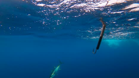 Vista-Cinematográfica-De-Agua-Azul,-Atún-Y-Barco-De-Pesca-Deportiva.