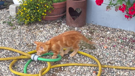 Rot-Getigerte-Babykatze-Untersucht-Einen-Gartenschlauch