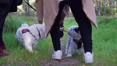 3-Perros-Con-Correa-Caminando-Juntos-En-Un-Hermoso-Bosque-Verde