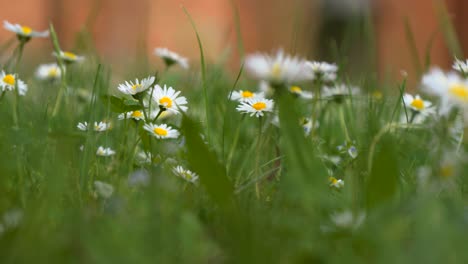 Gänseblümchen-Wachsen-In-Der-Nähe-Des-Heiligtums-Unserer-Lieben-Frau-Von-Gietrzwałd