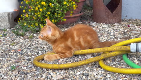 Gato-Bebé-Atigrado-Rojo-Jugando-Y-Escondido-En-Una-Manguera-De-Jardín