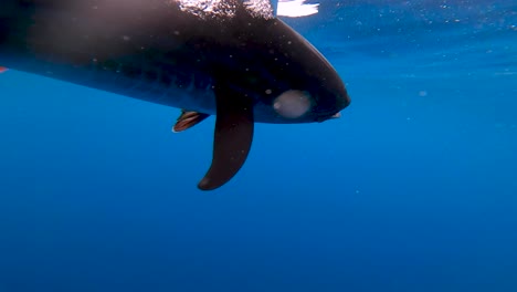 underwater-view-of-a-tuna-getting-gaffed-in-slow-motion