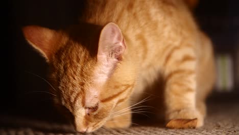 Little-orange-kitten-playing-by-herself