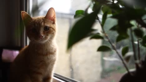 Little-orange-kitten-playing-by-herself