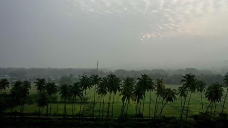 erial-drone-view-The-drone-camera-is-moving-towards-the-side-where-many-coconut-trees-and-large-fields-are-visible