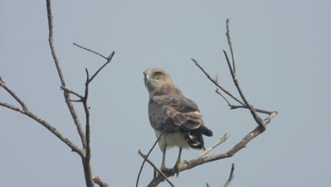 Eagle-waiting-for-food---Hunt-