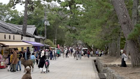 Turistas-Y-Ciervos-A-Lo-Largo-Del-Camino-En-El-Parque-De-Nara