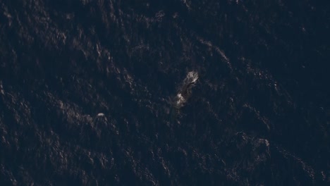 Humpback-Whales-Breaching-Surface-in-Indian-Ocean,-Aerial-Bird's-Eye-View