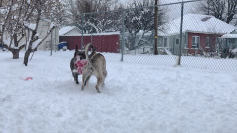 Pitbull-and-Pitsky-Walk-Toward-the-Camera-While-Battling-for-a-Toy