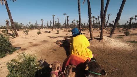 Traveler-dressed-in-yellow-riding-outfit-scratches-a-camel-on-his-head