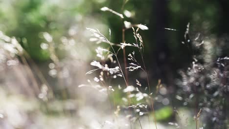 Hermosa-Hierba-En-El-Bosque-Se-Mueve-Estéticamente-Con-El-Viento-Y-Refleja-La-Luz-De-Manera-Muy-Cinematográfica.