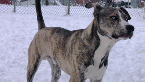 Una-Mezcla-De-Pitbull-Y-Husky-Muestra-Sus-Hermosos-Ojos-Mientras-Se-Sacude-La-Nieve