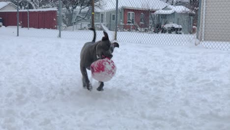 Ein-Pitbull-Tänzelt-Fröhlich-Mit-Seinem-Spielzeug-Im-Maul-Durch-Den-Schnee