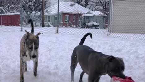 Pitbull-Y-Pitsky-Parecen-Listos-Para-Otro-Lanzamiento-De-Pelota-En-La-Nieve