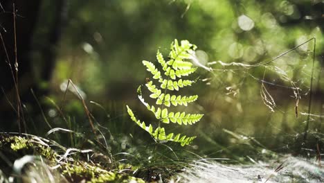 Filmisches-Nahaufnahmevideo-Eines-Farns-Im-Wald,-Der-Sich-ästhetisch-Ein-Wenig-Im-Wind-Bewegt