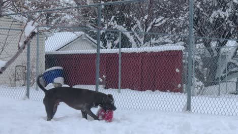 Pitbull-Bekommt-Ein-Schneebedecktes-Gesicht,-Als-Er-Versucht,-Einen-Gefrorenen-Ball-Zu-Holen