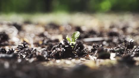 A-dreamy-little-oak-tree-grows-in-the-middle-of-the-forest