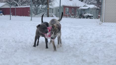 Pitbull-Y-Pitsky-Luchan-Por-El-Control-De-Un-Juguete-Congelado-Mientras-Juegan-En-La-Nieve