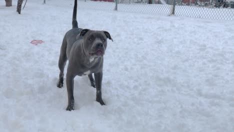 Pitbull-Eagerly-Twirls-in-Snow-Waiting-for-the-Ball-to-be-Thrown