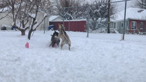 Ein-Pitbull-Und-Ein-Pitsky-Genießen-Es,-Nach-Einem-Schneesturm-Ein-Spielzeug-Für-Ihren-Besitzer-Zurückzuholen