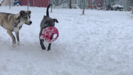 Pitsky-Intenta-Quitarle-Una-Pelota-Al-Pitbull,-Pero-No-Lo-Consigue