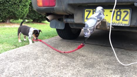 Young-blue-cattle-pup-pog-playing-pulling-lead