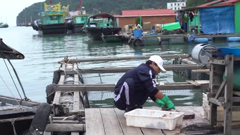 Pescador-Vietnamita-Destripando-Un-Pez-En-Un-Pueblo-Flotante-En-La-Bahía-De-Halong.