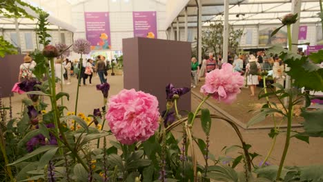 Close-up-of-some-flowers-as-people-walk-around-in-the-background-at-the-chelsea-flower-show