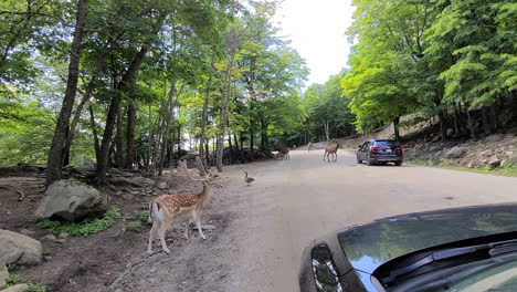 Europäischer-Damhirsch-Neben-Fahrzeugen,-Die-Durch-Ein-Von-Wildtieren-Umgebenes-Gebiet-In-Kanada-Fahren