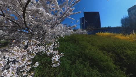 Imágenes-En-Cámara-Lenta-De-Cerezos-Japoneses-En-Flor-En-El-Parque-Vilnius-Sakura