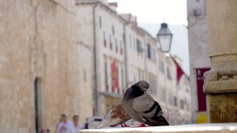 Dubrovnik,-Palomas-Sentadas-Junto-A-La-Fuente-En-La-Ciudad-Vieja