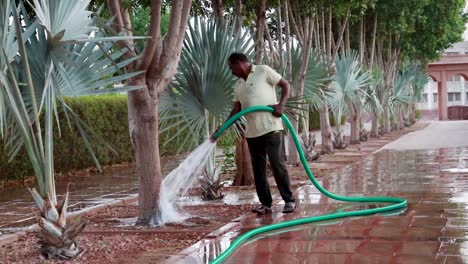 Mann-Gießt-Abends-Aus-Flachem-Winkel-Wasser-In-Einen-Baum-Im-Park.-Das-Video-Wurde-Am-5.-Mai-2023-In-Jodhpur,-Rajasthan,-Indien,-Aufgenommen