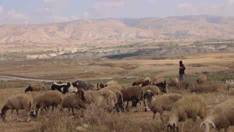 Group-Of-Sheep-and-goats-Grazing-On-The-Pasture