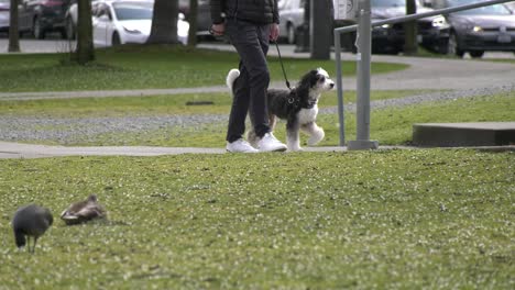 Pasear-Perros-En-El-Parque-Local