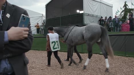 Caballo-Derby-De-Kentucky-23-Rey-Russell