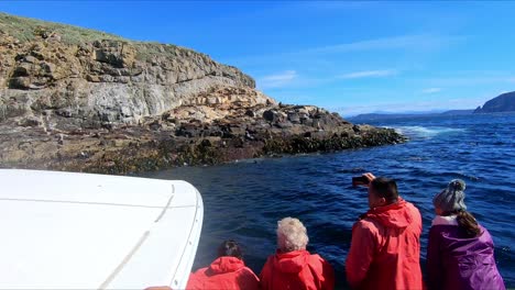 Bruny-Island,-Tasmanien,-Australien---15.-März-2019:-Passagiere-Auf-Einem-Boot-Fotografieren-Robben-Auf-Einem-Felsvorsprung-Von-Bruny-Island,-Tasmanien