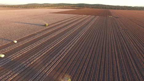 Dron-Sobre-Un-Vasto-Campo-De-Algodón-Que-Revela-Dos-Cosechadoras-Trabajando-En-Las-Hileras-De-Plantas-De-Algodón