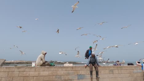 Interacción-Alegre-Entre-Personas-Y-Gaviotas-A-Lo-Largo-De-La-Costa-De-Essaouira,-Marruecos.