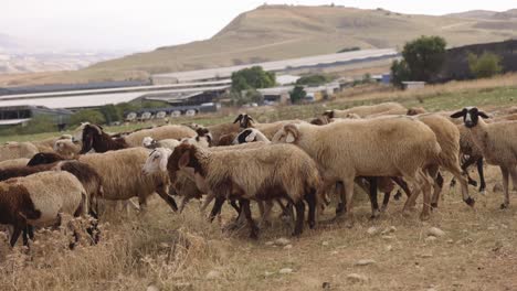 Israel-Rebaño-De-Ovejas-Y-Cabras-Pastando.