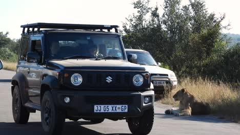 Ein-Südlicher-Löwe-Ruht-Am-Straßenrand,-Während-Der-Verkehr-Im-Krüger-Nationalpark-In-Südafrika-Vorbeifährt