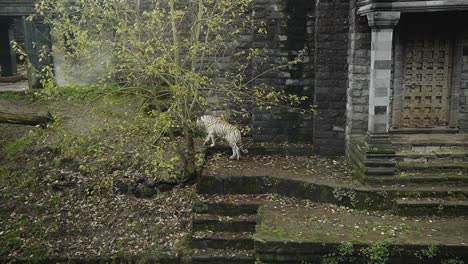 White-Bengal-Tiger-walking-around-temple-themed-habitat-zoo