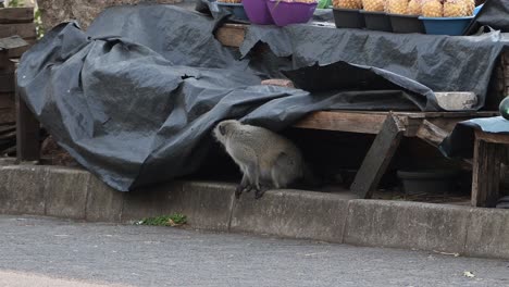 A-Vervet-is-interested-in-the-pineapples-on-a-market-stall